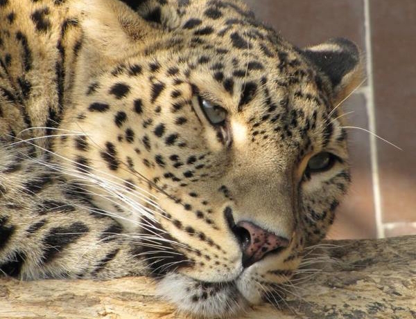 Sofia Zoo Celebrates its 130th Birthday with Some New Additions for the Children